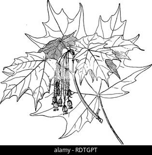 . Elementare di botanica. La botanica. Capitolo XLI. Dicotiledoni ha continuato. Argomento VI : Dicotiledoni con petali distinti e perigynous o epigynous fiori. Molti alberi e arbusti. yESCULINyE. 528. Lezione X. La famiglia di acero (aceraceae).-La figura 360 rappresenta uno spruzzo di foglie e fiori di zucchero di acero. Fig. 3Go". Spray di foglie e fiori di zucchero di acero. (Acer saccharinum), una grande e bella struttura. Le foglie sono opposte e un po' di forma ovale e a forma di cuore, con tre a cinque 273. Si prega di notare che queste immagini vengono estratte dalla pagina sottoposta a scansione di immagini che possono essere state migliorate digitalmente f Foto Stock