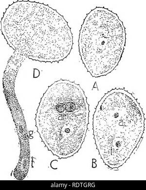 . Natura e lo sviluppo di piante. La botanica. 392 GAMETOFITO delle angiosperme archegonia sono sviluppati all'inizio della crescita gametofitica. Il nicety di una tale sequenza di sviluppo è alto- gether ammirevole. In felci, se fertiHzation non viene effettuata la crescita prothallial è sprecato, ma nelle angiosperme non vi è crescita prothallial senza fecondazione. Il gametofito maschio presenta numerose caratteristiche suggestivo di gimnosperme. La germinazione delle microspore di solito inizia entro il sporophylls, e dal momento che essi sono un capannone e portato allo stigma, loro nucl Foto Stock