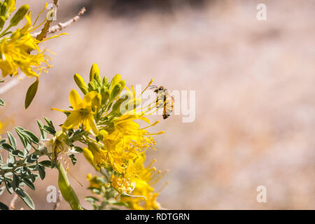 Honey Bee impollinatori Peritoma arborea (noto come bladderpod, burrofat e California cleome) fiori selvatici, Tree National Park, California del sud Foto Stock