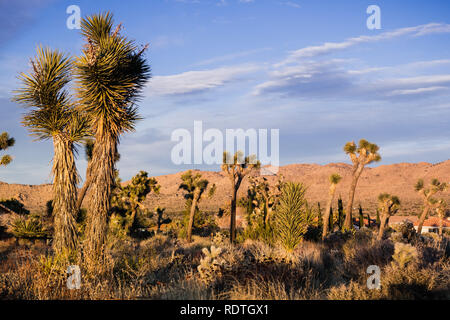 Alberi di Joshua (Yucca brevifolia) immerso nella luce del tramonto, California Foto Stock