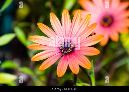 Close up di Orange African Daisy (Osteospermum) Foto Stock