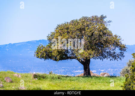 Live Oak tree su di una collina nella parte sud di San Francisco Bay Area di San Jose, California Foto Stock