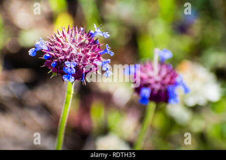 Chia salvia (Salvia columbariae) fiori selvatici che fiorisce in Santa Clara County, South San Francisco Bay Area, California Foto Stock