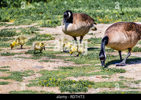 Canada Goose (Branta canadensis) nuova nata pulcini mangiare erba e sotto la supervisione dei genitori, San Francisco Bay Area, California Foto Stock