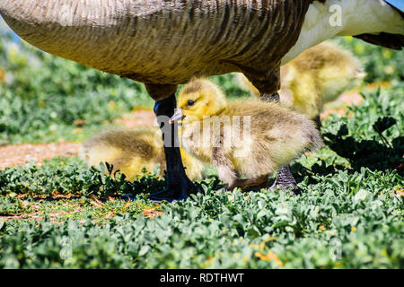 Canada Goose (Branta canadensis) nuova nata chick seduto vicino a sua madre, San Francisco Bay Area, California Foto Stock