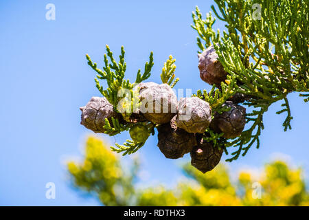 Close up di Monterey dagli alberi di cipresso (Cupressus macrocarpa) coni su un cielo blu di sfondo, San Francisco Bay Area, California Foto Stock