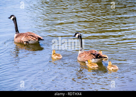 Canada Goose (Branta canadensis) famiglia nuotare in un lago, area della baia di San Francisco, California Foto Stock