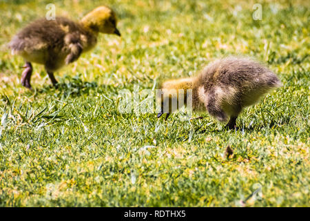 Una coppia di Canada Goose (Branta canadensis) nuova nata pulcini mangiare erba su un verde prato, San Francisco Bay Area, California Foto Stock