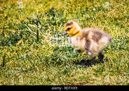 Canada Goose (Branta canadensis) nuovo nato il pulcino su un verde prato, San Francisco Bay Area, California Foto Stock