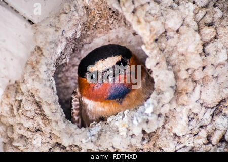 Close up di Cliff swallow (Petrochelidon pyrrhonota) nel processo di nidificazione in primavera, San Francisco Bay Area, California Foto Stock