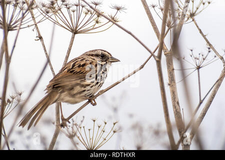 Close up Song sparrow (Melospiza melodia) arroccato a secco su un impianto di finocchio, sfondo bianco; San Francisco Bay Area, California Foto Stock