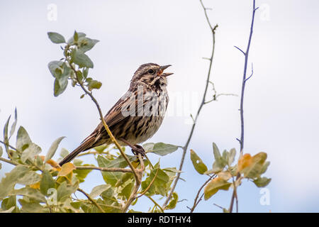 Close up Song sparrow (Melospiza melodia) cantare mentre appollaiato sulla cima di un arbusto; San Francisco Bay Area, California Foto Stock