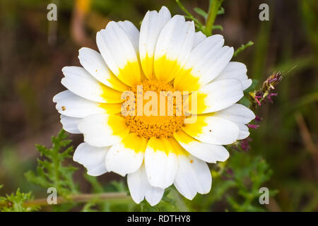 Close up della corona daisy (Glebionis coronaria), nativo della regione mediterranea; naturalizzato e crescente selvatici in South San Francisco Bay Area, California Foto Stock