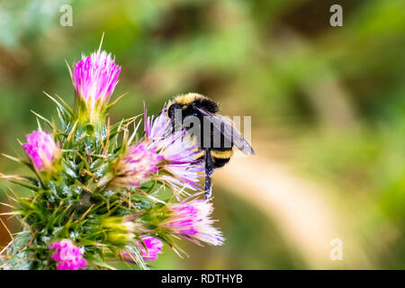 Bumble Bee impollinatori una snella Thistle (Carduus tenuiflorus) fiore; sfondo sfocato; South San Francisco Bay Area, California Foto Stock