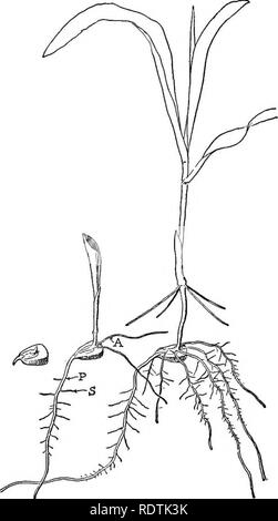 . La scienza della vita vegetale, una scuola di botanica il trattamento della pianta e la sua relazione con l'ambiente. La botanica. Le strutture e i processi di radici 167 dello stelo. Sui suoi lati sono numerose radici secondarie che si estendono ad angolo retto, o crescere obhquely verso il basso. Onu- Hke steli, radici possedere nessuna definitiva nodi da cui rami derivano. Una seconda- ary root potrebbero provenire in qualsiasi punto sulla radice primaria. In molti seedHngs ci sono anche le radici che si sviluppano dal primo nodo dello stelo. Tutte le radici derivanti da steli e foglie sono chiamati radici avventizie. Il "Prop radici" che sviluppano fro Foto Stock
