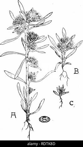 . Una introduzione alla struttura e la riproduzione delle piante. Anatomia vegetale; piante. Variazione 375 comportano differenze nel numero di parti costituenti, come cade-segmenti, volantini in un composto di foglia, ecc. È più facile per lo studio di variazione se un carattere è selezionato che è capace di misurazione esatta, come ad esempio la lunghezza della foglia di Privet, la lunghezza della guida di semi di fagiolo, o il numero di ray-broccoli in Daisy. Prendendo il primo di questi casi come un esempio, sarà trovato che se, dire mille foglie vengono misurati, la differenza fra la lunghezza di Foto Stock