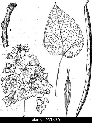 . Michigan alberi; un manuale dei nativi e le più importanti specie introdotte. Alberi. Catalpa. 1. Wipter ramoscello, x i. 2. Foglia, X 5^. 3. Panicle di fiori, x yi. 4. Frttit; X 54. Â S- seme, x i.. Si prega di notare che queste immagini vengono estratte dalla pagina sottoposta a scansione di immagini che possono essere state migliorate digitalmente per la leggibilità - Colorazione e aspetto di queste illustrazioni potrebbero non perfettamente assomigliano al lavoro originale. Otis, Charles Herbert, 1886. Ann Arbor, il Regents Foto Stock