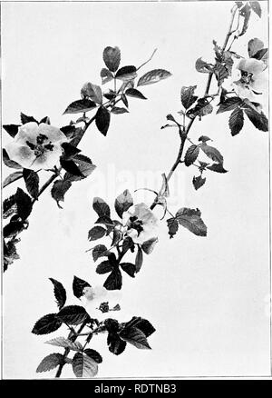 . Campo, foresta, e fiori lungo il tragitto; con i capitoli sulle erbe, carici e felci; studi untechnical ignoranti per gli amanti della natura. Fiori; Botanica. Fig. 2g.-rose selvatiche. 137. Si prega di notare che queste immagini vengono estratte dalla pagina sottoposta a scansione di immagini che possono essere state migliorate digitalmente per la leggibilità - Colorazione e aspetto di queste illustrazioni potrebbero non perfettamente assomigliano al lavoro originale. Andando, Maud, 1859-1925. New York, il panettiere e Taylor Company Foto Stock