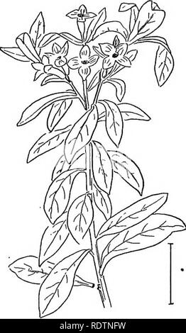 . Arbusti ornamentali degli Stati Uniti (Hardy, coltivati). Arbusti. Fig. 524. - Oliva-come Daphne. Fig. 525. - Hybrid Daphne. con semplice alternativa tutta la foglia caduca e oblunga rosso 1-seeded frutto di mezzo pollice lungo. Le foglie ovali sono 3 a 5 pollici di lunghezza. I piccoli fiori gialli espandere in molto presto la molla. Questa è praticamente l'unica specie del genere nella coltivazione e non è spesso trovato in shrubberies. La corteccia è peculiarmente piccante. [Semi freschi; strati; ramoscello talee.] Dirca palustris. Leatherwood, Moosewood o Wicopt (519) è un piccolo albero-come arbusto, da 2 a 6 metri di altezza, con Foto Stock