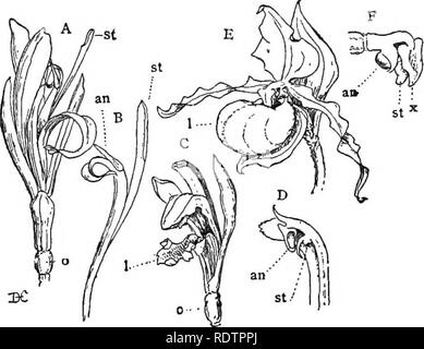 . Lezioni sulla evoluzione delle piante. La botanica; piante. 194 EVOLUZIONE DELLE PIANTE del Nuovo Mondo è il BromeliaceBe. Questi sono char- acterized da modifiche delle parti vegetative piuttosto che dai fiori, che sono piuttosto semplice in struttura. La maggior parte dell'ordine sono epifite, e formano una delle caratteristiche più impressionanti dell'America tropicale flora. Il più noto di questi sono i cosiddetti "spagnolo. FiQ. 47 (monocotiledoni, Scitaminete, OrchidaeeaB). - Un, Fiori di canna: il fiore è fortemente zygomorphic, con ovaio inferiore, 0, e l'stami ridotto a una sola; B, Foto Stock