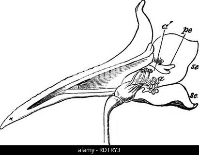 . Note sulla storia di vita britannica di piante in fiore. La botanica; Ecologia vegetale. . Si prega di notare che queste immagini vengono estratte dalla pagina sottoposta a scansione di immagini che possono essere state migliorate digitalmente per la leggibilità - Colorazione e aspetto di queste illustrazioni potrebbero non perfettamente assomigliano al lavoro originale. Carrollton, Giovanni, Sir, 1834-1913. Londra, New York, Macmillan e Co. , Ltd Foto Stock