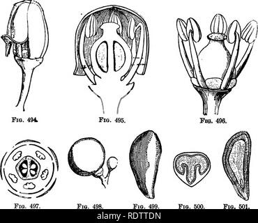 . La botanica per licei e collegi. La botanica. 538 B0TAN7. V. vuVpina, Southern Fox uva, che ha dato luogo alla Scuppernong e altre varietà.* da queste uve americani eccellenti vini sono ora realizzati; ma senza uvetta sono state ancora effettuate da loro. La Virginia più profondo, Am^elopsia quinquefoUaipr Vitis guinquefoUd), Figg. 494 501.-Illustrationb di Vitis vinipera.. Torta. 497. Maiale. 499. Fig. boo. Maiale. 501. Fig. 494.-Flower bud. Magnifled. Fig. 495.-Sezione di fiore-bud. Ingrandite. Fig. 496.-fiore senza coiolla. Ingrandite. Fig. 497.-schema di fiori. Maiale. 498 -Frutta. Fig. 499.-seme. Mag Foto Stock