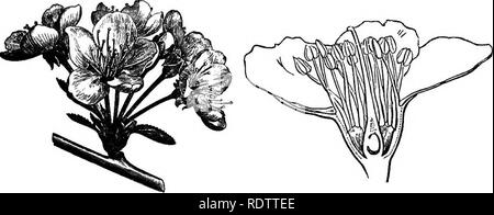 . La botanica per licei e collegi. La botanica. 530 Botanica. Tribù Pruneoe.âTrees e arbusti, -witli steli producendo gomma. Semplice, prevalentemente foglie dentellate e solitaria maturazione carpel in una drupa. (Figg. 478-9). PruHUS communis, mandorla, è un nativo di Asia occidentale e ormai in molti a caldo i paesi con clima temperato per la sua Iruits. Due varietà principali sono cresciuti, vale a dire. Dolce e amara ; nella ex il kernel è commestibile, considerando che, in quest'ultimo, è amaro e velenoso. Un olio viene espressa da entrambi i tipi. La pesca è stata fino a poco tempo fa considerati come una specie distinta (P. Persica), ma Foto Stock