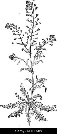 . Le foglie e i fiori : o oggetto di lezioni di botanica con una flora : preparata per principianti in accademie e scuole pubbliche . La botanica. Relativa alla radice. 103 LEZIONE XXVII. Relativa all'asse dell'impianto. 216. Il termine asse ex- preme la colonna centrale o corpo di pianta attorno alla quale i rami e altri organi sono disposti. Come abbiamo già no- ticed, l'asse cresce e si sviluppa in due direzioni, -verso l'alto e verso il basso. La parte ascendente è lo stelo, la parte in discesa è la radice. L'ex ama e cerca di aria e luce, quest'ultimo il buio, umido seno della terra. 217. La R Foto Stock