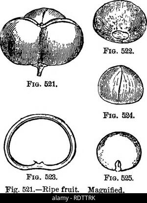 . La botanica per licei e collegi. La botanica. 548 Botanica. I suini. 531-B.-Illustrazioni del cammello- lia Chujensis. Ordine TernstroemiaceSe.-alberi ed arbusti con alternate {raramente opposte) foglie, e principalmente monoclinous ascellare o raeemed fiori. Specie 360, prevalentemente tropicale. (Figg. 530 e 531-5.) diverse specie ornamentali sono indigene del sud degli Stati Uniti-ad esempio la Loblolly Bay {Oordonia Lasianthus, Figura 530), un albero da nove a quindici metri (30 a 50 ft) alta ; O. puheseens, la baia di montagna ; e due specie arbustive di Stuartia. I più comuni specie esotiche coltivate per orname Foto Stock