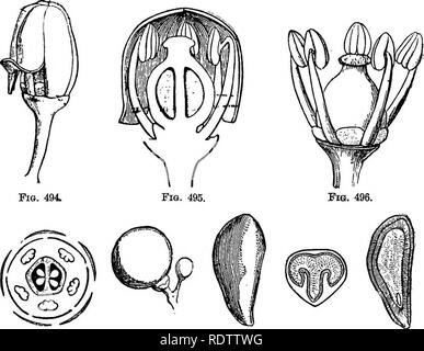 . La botanica per licei e collegi. La botanica. 538 B0TAN7. V. vuVpina, Southern Fox uva, che ha dato luogo alla THA. Souppernong e altre varietà.* da queste uve americani eccellenti vini sono ora realizzati; ma no. uvetta sono state ancora effettuate da loro. La Virginia superriduttore, Ampelopsis quinquefolia (o Vitis quinquefolia), Figg. 494-501.-Iixtjstbations di Vitis timifsra.. Fie. 497. Fig. 498. Fig. 499. Fig. 500, Fig. 601. Fig. 494.-Flower bud. Ingrandite. Fig. 495.-Sezione di fiore-bud. Ingrandite. Fig. 496.-fiore senza corolla. Ingrandite. Fig. 497.-schema di fiori. Fig. 498 -Frutta. Fi Foto Stock