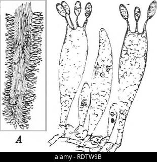 . Un libro di testo di botanica. La botanica. Un fungo 77. rosa se rotto. Le branchie sono al primo color carne o rosa, gradualmente cambiando, come il corpo fruttifero invecchia, di colore marrone scuro o nero. La levetta è bianco e da due a quattro pollici di alta. 105. Struttura del corpo fruttifero. - In una sezione sottile della levetta, esaminata sotto una bassa potenza del microscopio, uno vede molte celle di diflFerent forme. Dal modo in cui il corpo fruttifero è stata sviluppata, sappiamo che queste sono le cellule del thread separati che compongono il corpo fruttifero, tagliato trasversalmente in vari modi. Una tale struttura come questa, Foto Stock
