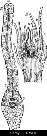 . Piante; un libro di testo di botanica. La botanica. BKYOPHYTES 99 63. Il antheridium.-l'organo maschio delle briofite è chiamato antheridium, così come tra Thallophytes, ma ha una molto diversa struttura. In generale tra i. Si prega di notare che queste immagini vengono estratte dalla pagina sottoposta a scansione di immagini che possono essere state migliorate digitalmente per la leggibilità - Colorazione e aspetto di queste illustrazioni potrebbero non perfettamente assomigliano al lavoro originale. Coulter, Giovanni Merle, 1851-1928. New York, D. Appleton e azienda Foto Stock