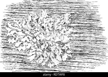 . Piante; un libro di testo di botanica. La botanica. THALLOPHYTES : funghi 79 impianto. In altre parole, un lichene è non un singolo, ma una ditta di due individui molto a differenza di ogni altro. Questa abitudine 9"3^ Fig. 70. Un comune lichen {Physda) che cresce sulla corteccia, che mostra la diffusione tallo e il buio numerons dischi (apothecia) recanti la asci.-Caldwell. di vivere insieme è stato chiamato si/mhiosis, e indi- agli individui di entrare in questa relazione sono chiamati symhioats.. Fig. 71. Un comune foliose lichen (Parmdia) che cresce su un bordo, e mostrando apothecia.-Caldwell.. Si prega di notare che queste immagini sono extr Foto Stock