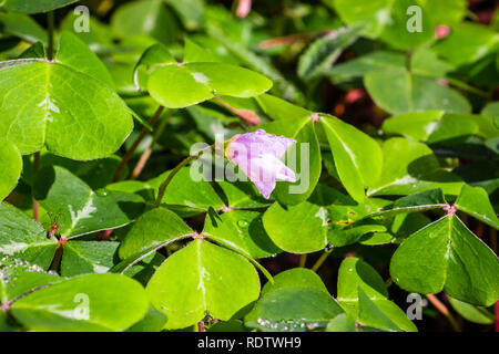 Redwood sorrel fiori e foglie (Oxalis oregana) nelle foreste di Santa Cruz Mountains, San Francisco Bay Area, California Foto Stock