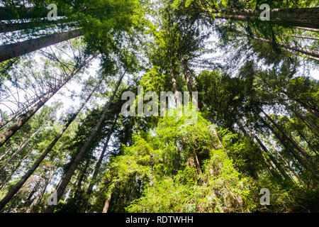 Guardando in alto in una Redwood trees (Sequoia sempervirens) foresta, Henry Cowell State Park, Santa Cruz Mountains, San Francisco Bay Area Foto Stock