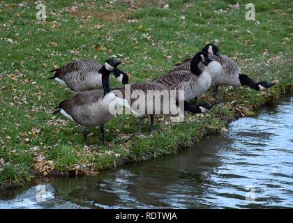 Branco di oche cackling in piedi in linea di bere da un laghetto. Foto Stock