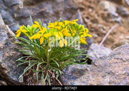 Erysimum franciscanum, comunemente noto come il francescano violaciocca o San Francisco violaciocca, endemica in California; classificati come a rischio (vulnerab Foto Stock