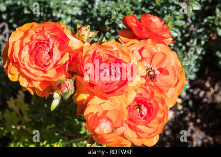 Close up di orange Ranunculus fiori che crescono in un giardino, California Foto Stock
