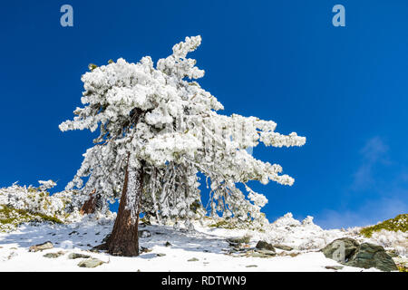 Alberi di pino coperto di neve congelata su un soleggiato ma freddo giorno; il Monte San Antonio (Mt Baldy), Los Angeles County, California Foto Stock