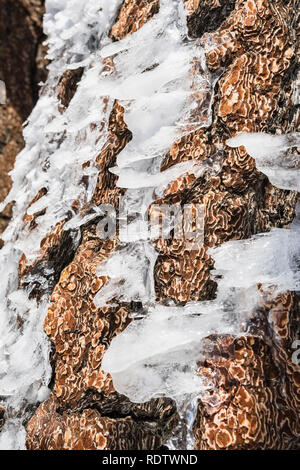 Pezzi di ghiaccio conformato dal vento su un pino tronco sulla sommità del monte San Antonio, Los Angeles County, California del sud Foto Stock