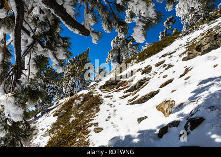 Escursioni a piedi alla cima del monte San Antonio (Mt Baldy) su uno stretto sentiero coperto di neve su una soleggiata giornata di primavera, Los Angeles County, California del sud Foto Stock