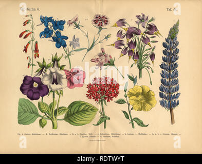Fiori esotici del Giardino Botanico Vittoriano illustrazione Foto Stock