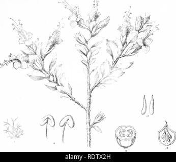 . La descrizione e le illustrazioni delle piante myoporinous dell Australia. Vol. 2. Lithograms. Myoporaceae; Botanica. m Â¥':â â. Si prega di notare che queste immagini vengono estratte dalla pagina sottoposta a scansione di immagini che possono essere state migliorate digitalmente per la leggibilità - Colorazione e aspetto di queste illustrazioni potrebbero non perfettamente assomigliano al lavoro originale. Mueller, Ferdinand von, 1825-1896. Melbourne, J. Ferres Foto Stock