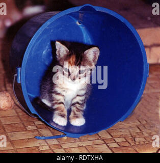 Un minuscolo grigio tabby kitten riproduce in un blu brillante benna Foto Stock