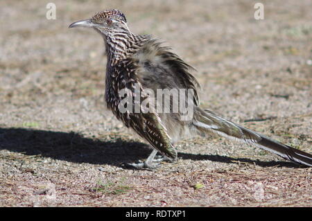 Roadrunner warm up Foto Stock