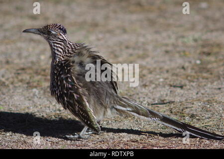 Roadrunner warm up Foto Stock