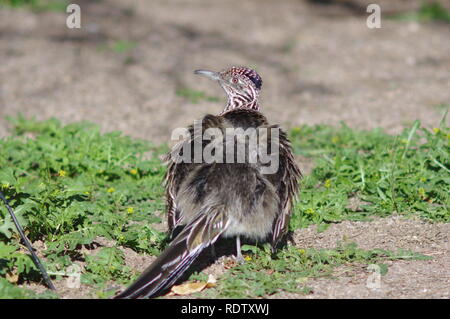 Roadrunner warm up Foto Stock