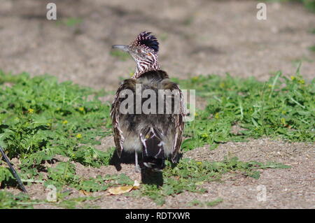 Roadrunner warm up Foto Stock