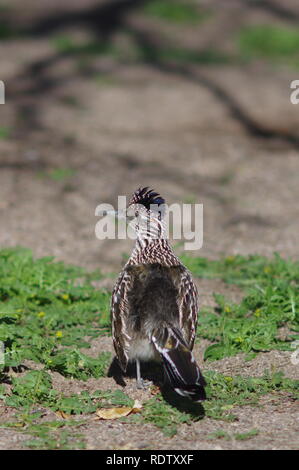 Roadrunner warm up Foto Stock