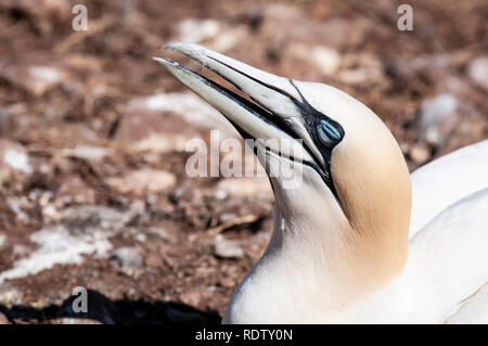 Close-up verticale di un adulto northern gannet, morus bassanus durante la stagione di nidificazione. Foto Stock